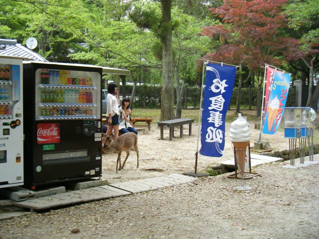 奈良公園周辺の画像2