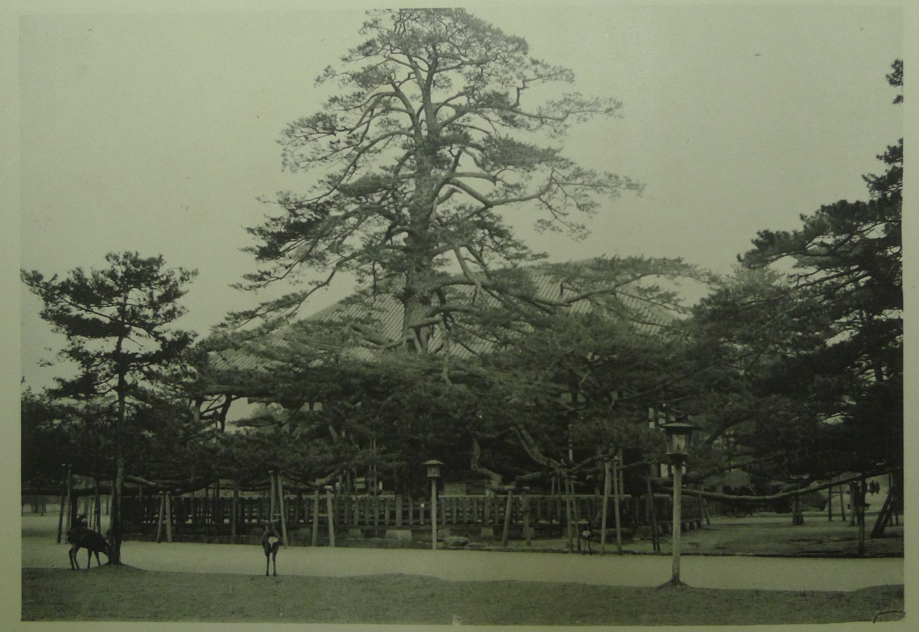 興福寺花の松の画像