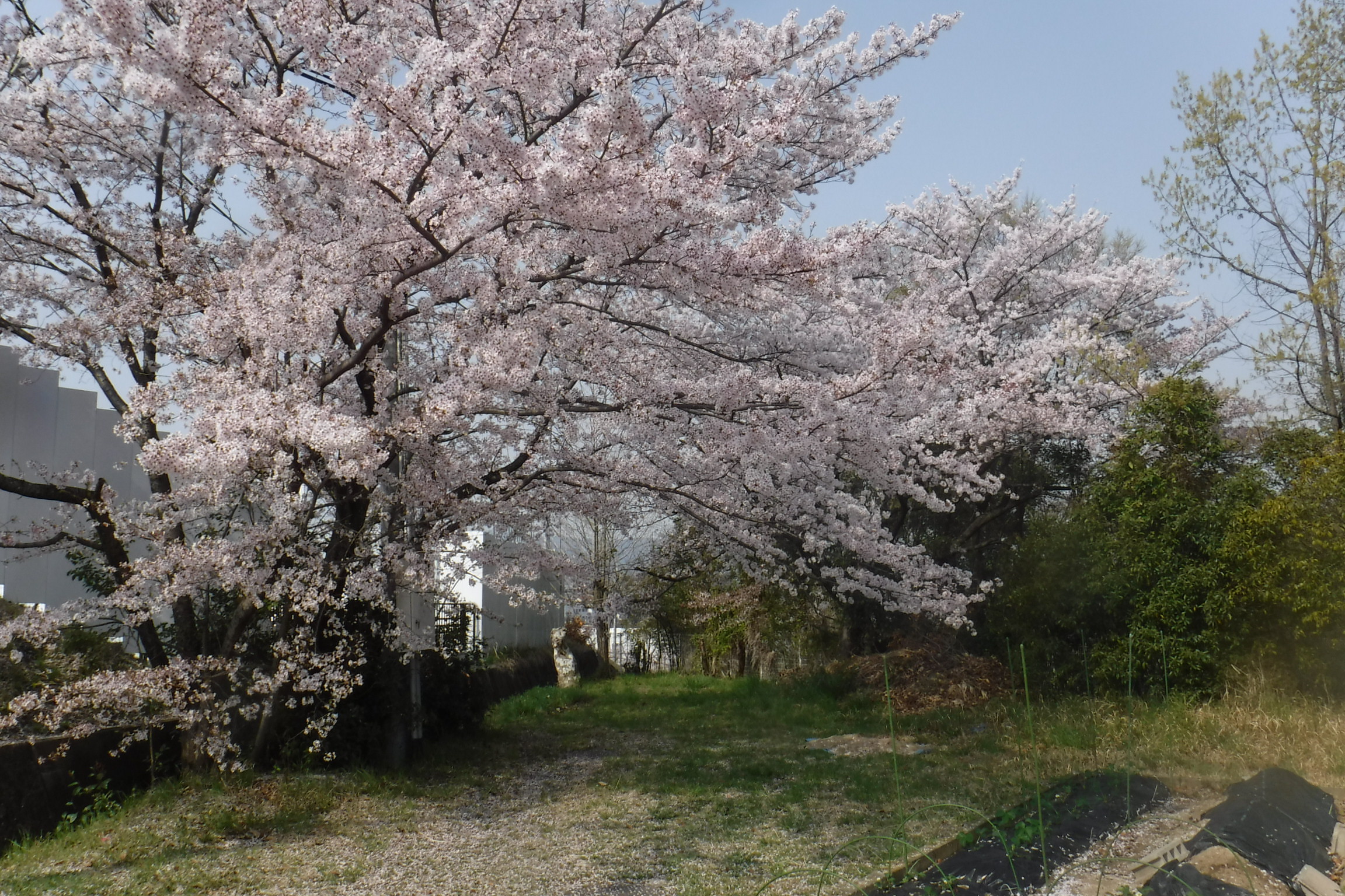 春爛漫の鶴舞こども園の画像1