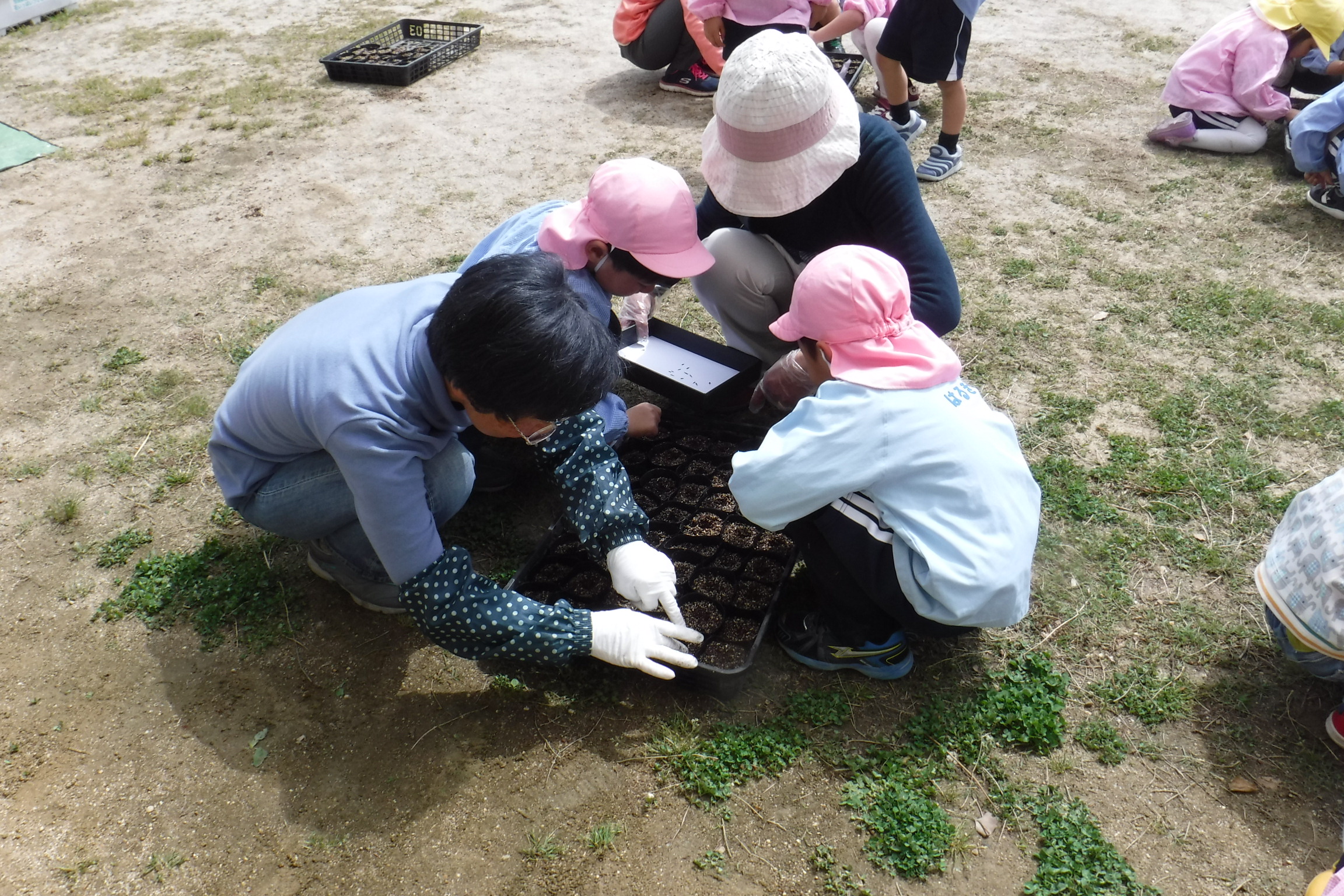 4月17日　マリーゴールドの種植えの画像2