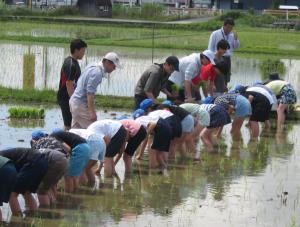 田植えの様子
