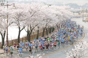 慶州桜マラソン
