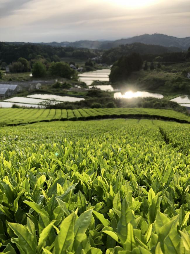 竹西農園（遊茶庵）