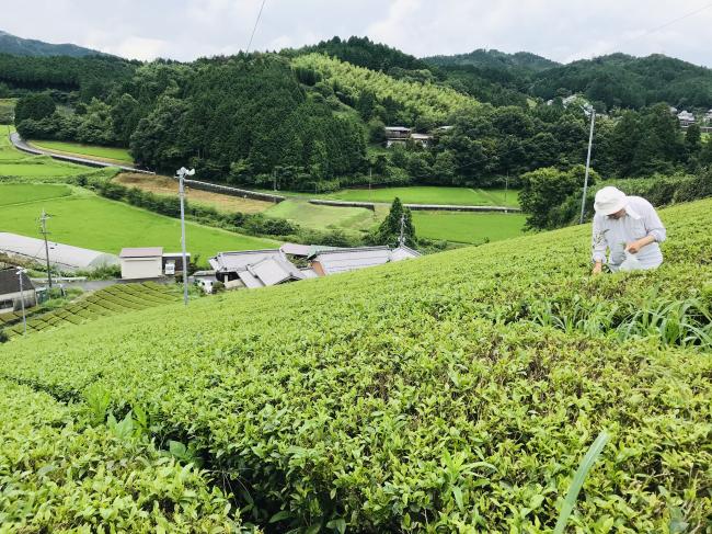 【終了】7/25 大和茶を紅茶にアレンジ！「和紅茶づくり」体験ツアー