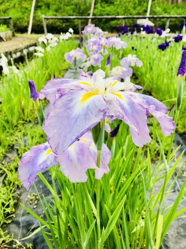 剣聖の里・柳生に咲く花しょうぶ