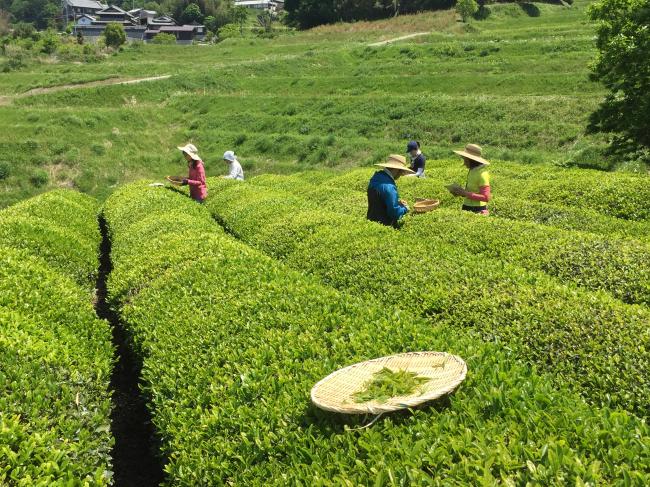 竹西農園（遊茶庵）