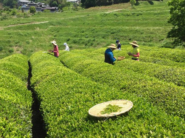 竹西農園（遊茶庵）