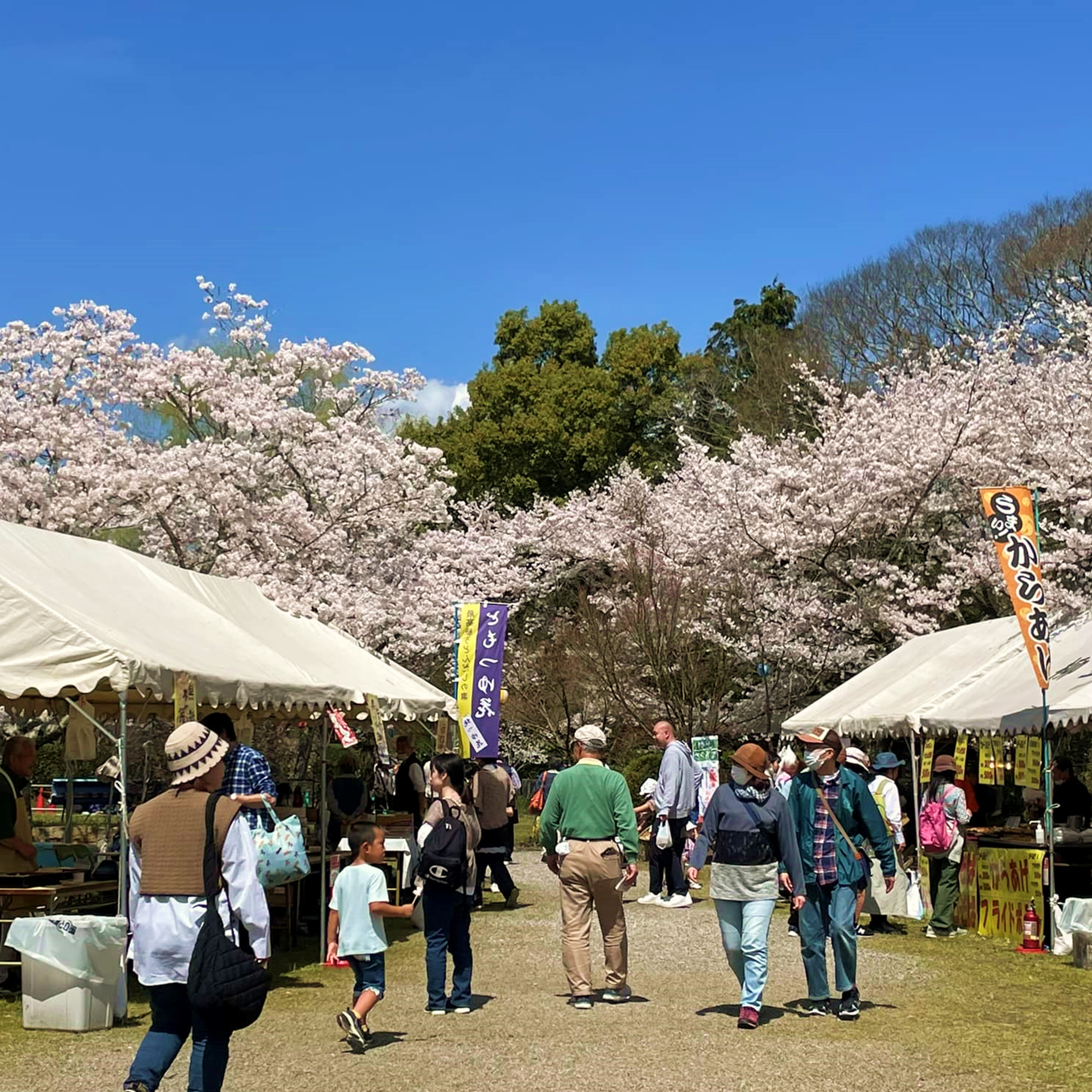 柳生さくら祭