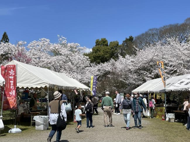 柳生さくら祭