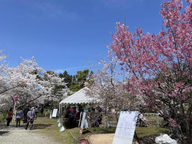 柳生さくら祭