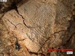 蛇行剣裏面の織物痕跡(上図枠内の拡大)写真